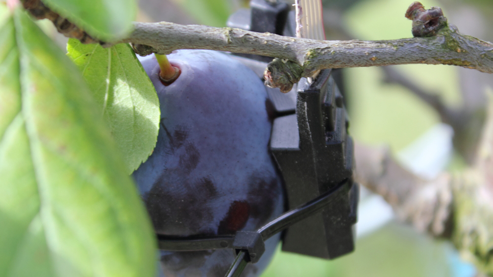 Pflaume an einem Baum mit einem Sensor.
