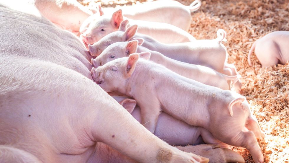 Bundesprogramm Tierhaltung, Bild einer Sau, die ihre Jungen säugt.