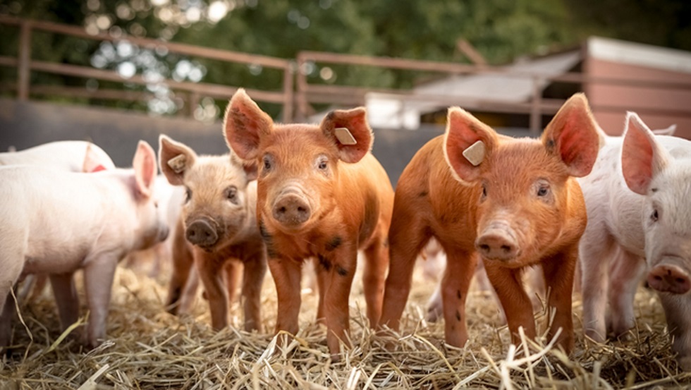 Ferkelgruppe im Stroh 