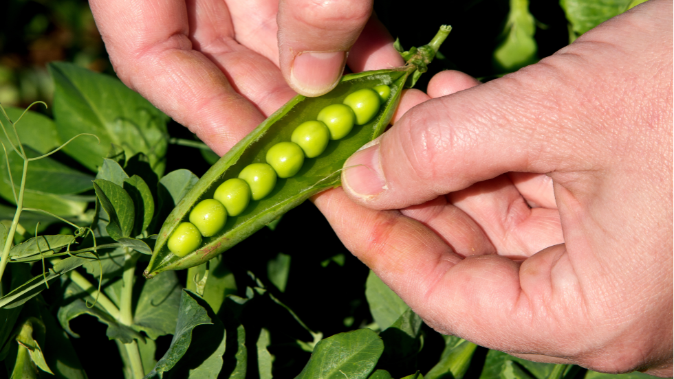 Grüne Erbsen im Garten pflücken