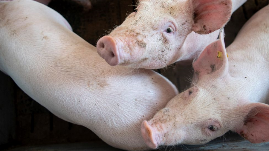 Drei Schweine im Stall. Im Vordergund die Zahlen 2021 bis 2025.