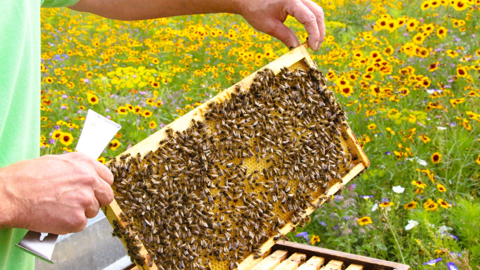 Kontrolle der Bienen im Spätsommer 