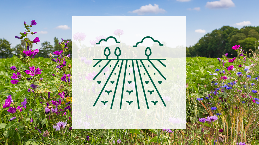 Blumenwiese mit Piktogramm Landschaft/Feld