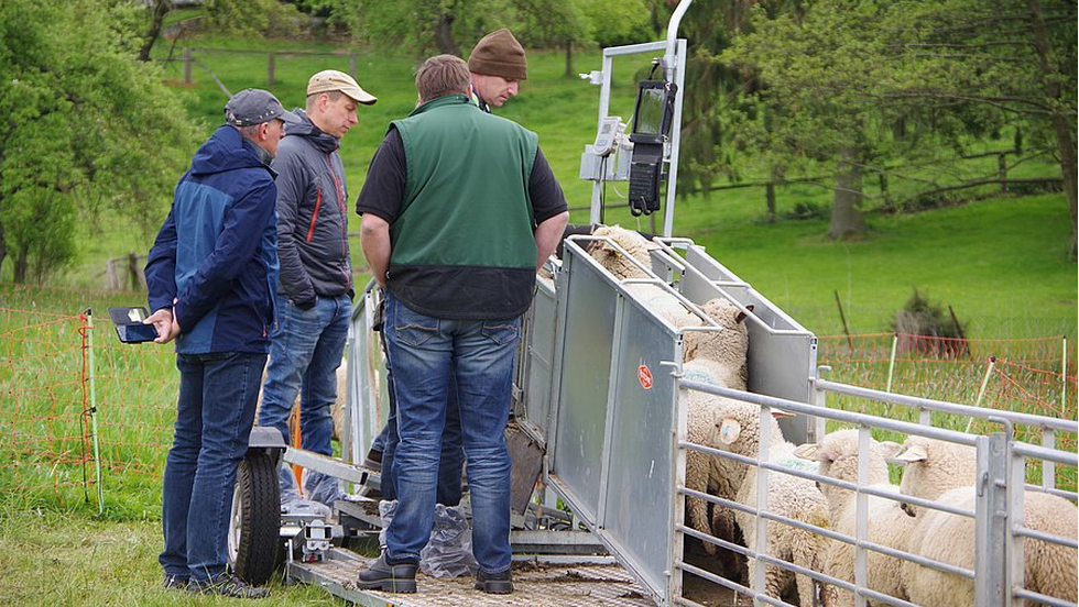 Austausch der Betriebsleiter im Tierwohlkompetenzzentrum (TWZ) Schaf