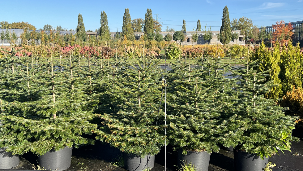 Nordmanntannen nach 4 Jahren Anzucht in Containern mit torfreduzierten Substraten