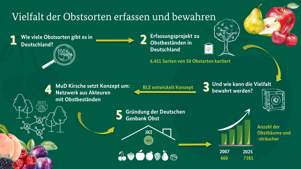 Entstehungsgeschichte der Deutschen Genbank Obst aus einem MuD Biologische Vielfalt