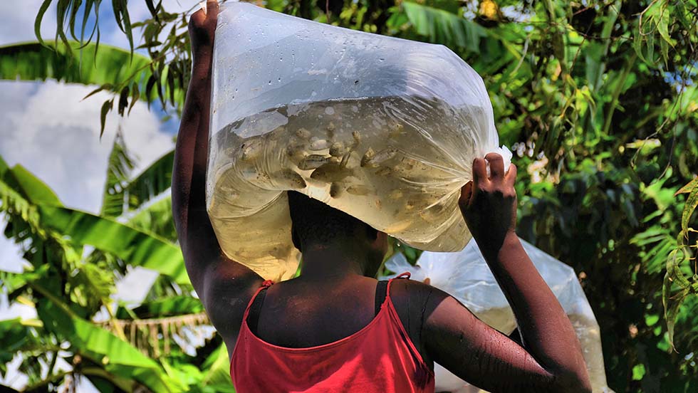 Frau aus Malawi transportiert aus ihrem Kopf kleine Fische (Fingerlinge) in einer Plastiktüte.