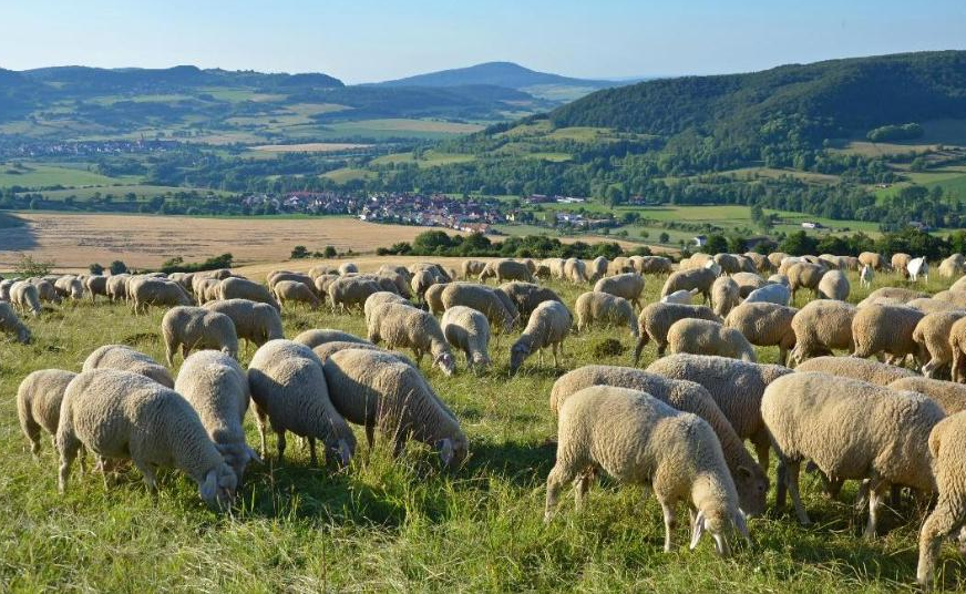 Schafe auf einer Weide
