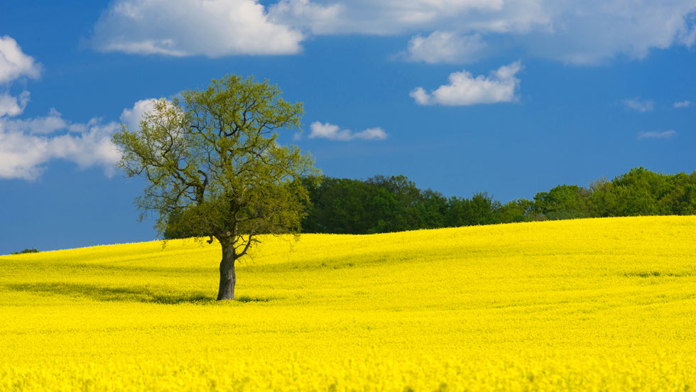 Blühendes Rapsfeld, auf dem ein einzelner Baum steht.