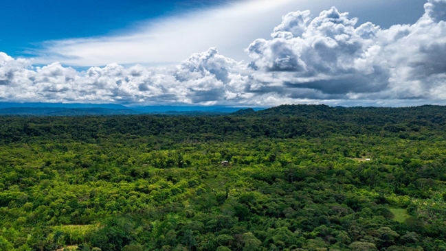 Luftaufnahme einer Waldlandschaft mit teils bewölkem Himmel